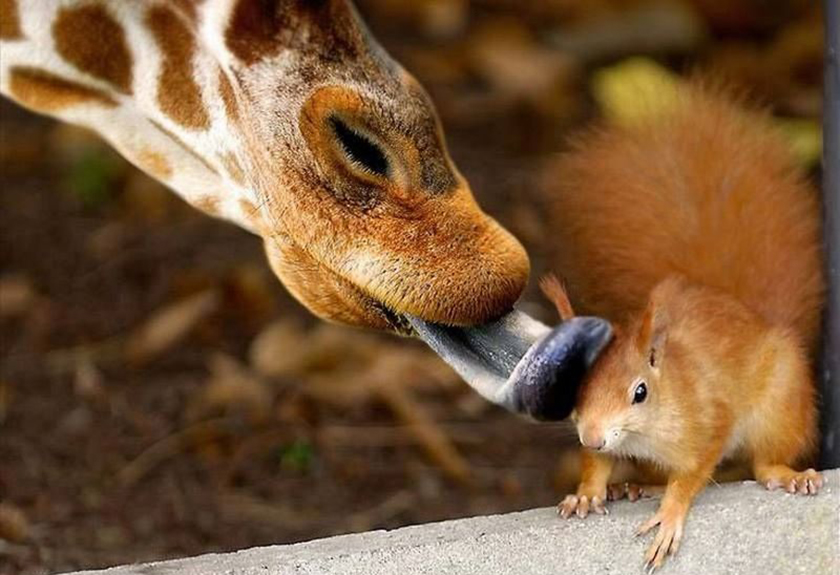 Словарь "Животные"